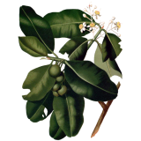 Huile végétale de Calophylle Vierge Bio*