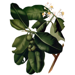Huile végétale Calophylle Vierge Bio