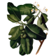 Huile végétale Calophylle Vierge Bio