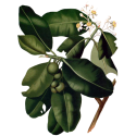 Huile végétale Calophylle Vierge Bio