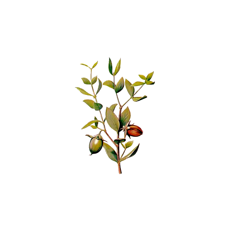 Huile végétale vierge de Jojoba Bio*