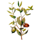 Huile végétale vierge de Jojoba Bio*
