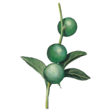 Huile végétale vierge de Macadamia Bio*