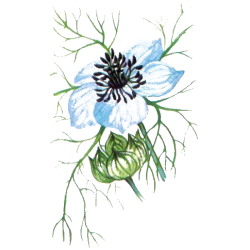 Huile végétale Nigelle Vierge Bio*