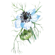 Huile végétale Nigelle Vierge Bio*