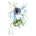 Huile végétale Nigelle Vierge Bio*