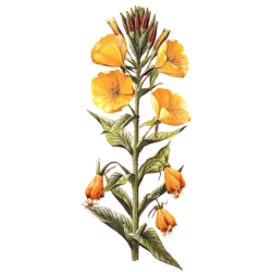 Huile végétale Onagre Vierge Bio*