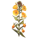 Huile végétale Onagre Vierge Bio*