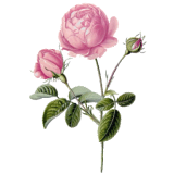 Huile végétale Vierge Rose Musquée du Chili Bio*
