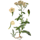 Hydrolat Achillée Fleurs Bio*