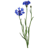 Hydrolat de fleurs de Bleuet bio*