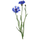 Hydrolat Bleuet Fleurs