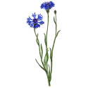Hydrolat Bleuet Fleurs