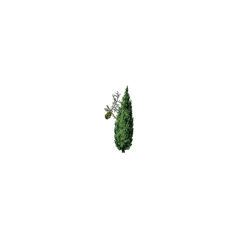 Hydrolat de Cyprès Bio