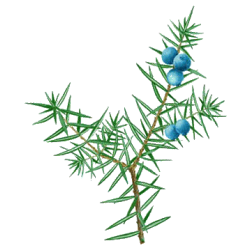 Hydrolat Genevrier Bio*