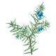 Hydrolat Genevrier Bio*