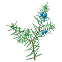 Hydrolat Genevrier Bio*