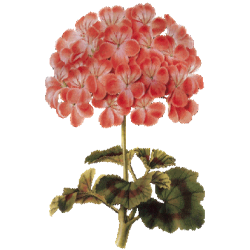 Hydrolat Geranium Bourbon Bio*