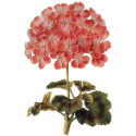 Hydrolat Geranium Bourbon Bio*