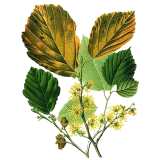 Hydrolat Hamamélis virginiana Bio