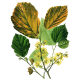 Hydrolat Hamamélis Bio*