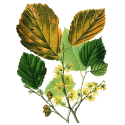 Hydrolat Hamamélis Bio*