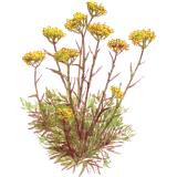 Hydrolat Helichryse Italienne Bio (Immortelle)