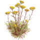 Hydrolat Helichryse Italienne Bio*