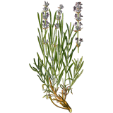 Hydrolat de Lavande Officinale Bio
