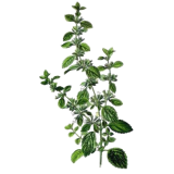 Hydrolat de Mélisse officinale Bio