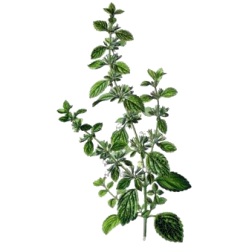 Hydrolat Melisse officinale Bio*