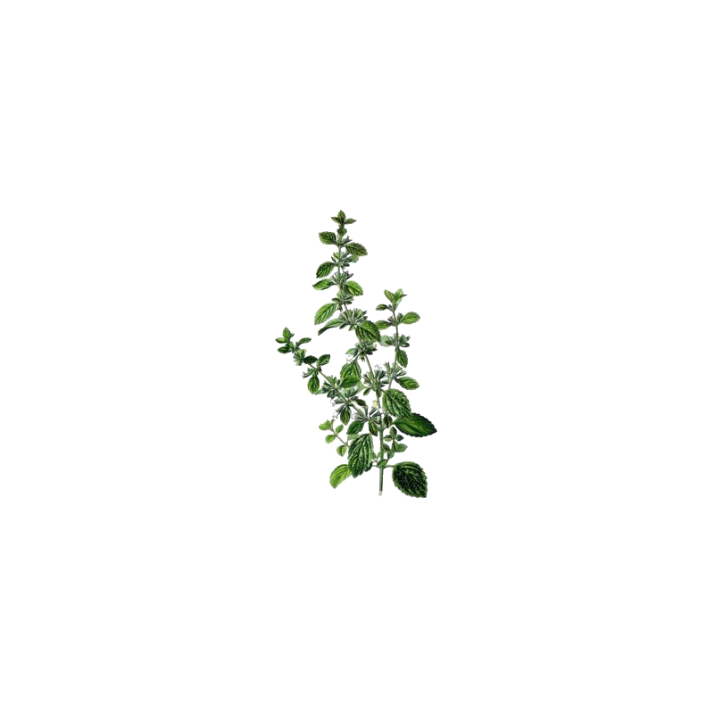Hydrolat de Mélisse officinale Bio