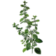 Hydrolat Melisse officinale Bio*