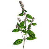 Hydrolat de Menthe poivrée Bio (Mentha piperita)