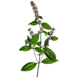 Hydrolat Menthe Poivrée Bio*