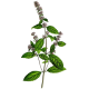 Hydrolat de Menthe poivrée Bio (Mentha piperita)