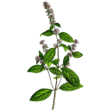 Hydrolat Menthe Poivrée Bio*