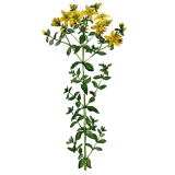 Hydrolat de Millepertuis Bio