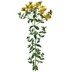 Hydrolat Millepertuis Bio*