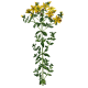 Hydrolat Millepertuis Bio*