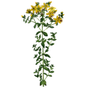 Hydrolat Millepertuis Bio*