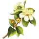 Hydrolat Myrte Verte Bio*