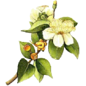 Hydrolat Myrte Verte Bio*