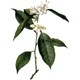 Hydrolat de fleurs d'Oranger Bio