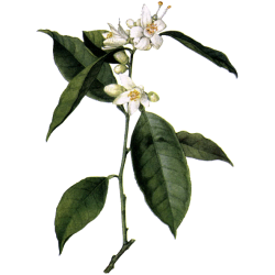 Hydrolat Oranger Fleurs Bio*
