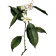 Hydrolat Oranger Fleurs Bio*