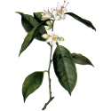 Hydrolat Oranger Fleurs Bio*