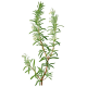 Hydrolat Romarin à Camphre Bio*