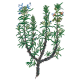 Hydrolat Romarin à Verbénone Bio*