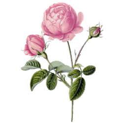 Hydrolat Rose de Damas Bio*